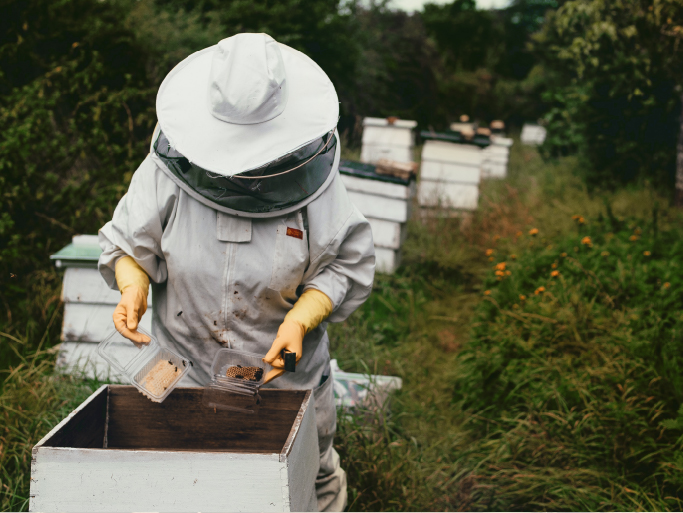 Apiculture Rabaud-Promis